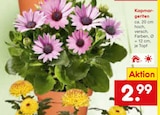 Aktuelles Kapmargeriten Angebot bei Netto Marken-Discount in Augsburg ab 2,99 €