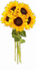 Sonnenblumen Strauß im Netto Marken-Discount Prospekt Sonnenblumen Strauß von im aktuellen Netto Marken-Discount Prospekt für 3,99 €