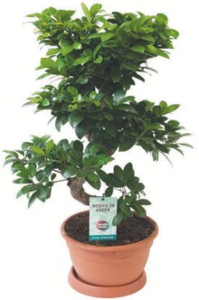 Ficus ginseng forme S à Carrefour dans Boulogne-Billancourt Ficus ginseng forme S à Carrefour dans Boulogne-Billancourt
