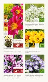 Pflanzen Angebote im Prospekt "BLÜHENDE DUFTOASE" von Pflanzen Kölle auf Seite 2