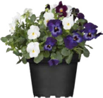 Aktuelles Hornveilchen Angebot bei Globus-Baumarkt in Krefeld ab 2,99 €