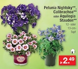 Petunia Nightsky, Calibrachoa oder Aquilegia Stauden Angebote bei Zimmermann Lingen für 2,49 €