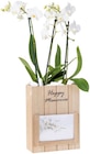 Orchidée cadre photo - Lidl à Brest Orchidée cadre photo en promo chez Lidl Brest à 24,99 €
