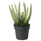 Topfpflanze, künstlich drinnen/draußen Heidekraut im IKEA Prospekt Topfpflanze, künstlich drinnen/draußen Heidekraut von FEJKA im aktuellen IKEA Prospekt für 2,99 €