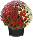 Chrysanthemen Busch 'Trio' für 6,99 € bei Globus-Baumarkt im Angebot Chrysanthemen Busch 'Trio' im aktuellen Globus-Baumarkt Prospekt