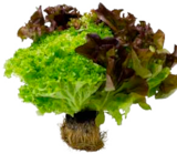 Ballensalat Mix im Angebot bei EDEKA in Rostock Ballensalat Mix Angebote von EDEKA Herzstücke bei EDEKA Rostock für 1,49 €