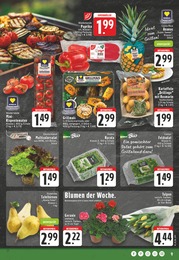 EDEKA Geranie im Prospekt 