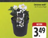 Aktuelle Pflanzen Angebote bei E center in Jena Aktuelles Christrose weiß Angebot bei E center in Jena ab 3,49 €