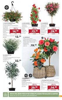 Pflanzen im aktuellen Dehner Garten-Center Prospekt (Reutlingen) Pflanzen im Dehner Garten-Center Prospekt "SOMMER MEDITERRAN" mit 16 Seiten (Reutlingen)