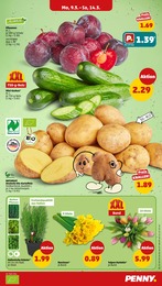 Penny Kartoffeln im Prospekt 