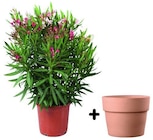 Laurier rose haut 90-100 cm + Pot Perfetto terre cuite Ø 39 cm - Castorama à Roubaix Laurier rose haut 90-100 cm + Pot Perfetto terre cuite Ø 39 cm en promo chez Castorama Roubaix à 39,90 €