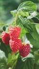 Arbuste fruitier - GARDENLINE - Aldi Arbuste fruitier - GARDENLINE à 3,49 € dans le catalogue Aldi