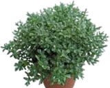 Baum im Pflanzen Kölle Prospekt Hebe im aktuellen Pflanzen Kölle Prospekt für 2,99 €