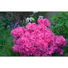 Carrefour Rosny-sous-Bois - Promo Azalée Promo Azalée à 5,99 € dans le catalogue Carrefour à Rosny-sous-Bois