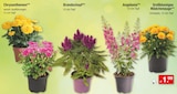 Chrysanthemen im Angebot bei Zimmermann in Wolfsburg Chrysanthemen Angebote bei Zimmermann Wolfsburg für 1,99 €