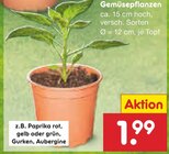 Gemüsepflanzen im Angebot bei Netto Marken-Discount in Gelsenkirchen Gemüsepflanzen Angebote bei Netto Marken-Discount Gelsenkirchen für 1,99 €