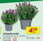 Schopflavendel im Angebot bei toom Baumarkt in Reutlingen Schopflavendel Angebote bei toom Baumarkt Reutlingen für 4,59 €
