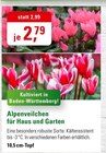 Alpenveilchen Angebote bei ZG Raiffeisen Pforzheim für 2,79 €