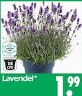 Aktuelles Lavendel Angebot bei Wreesmann in Dresden ab 1,99 €