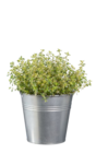 Herbes aromatiques en pot zinc - Lidl à Champigny-sur-Marne Herbes aromatiques en pot zinc en promo chez Lidl Champigny-sur-Marne à 3,99 €