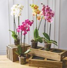 Orchidée 2 tiges en promo chez Super U Calais à 7,99 €