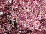 Cerisier à fleurs nain du Japon dans le catalogue Jardiland