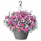 Promo Mélange d'annuelles à 14,99 € dans le catalogue Gamm vert à Saint-Bonnet-de-Mûre