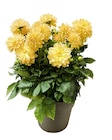 Promo Dahlia de bouture à 16,99 € dans le catalogue Truffaut à Bry-sur-Marne