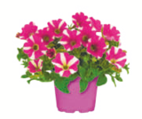 toom Baumarkt Dillingen - Sommerblumen-Farbmix Angebot im Prospekt Sommerblumen-Farbmix bei toom Baumarkt im Dillingen Prospekt für 2,99 €