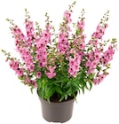 Penny Senftenberg - Engelsgesicht Angebot im Prospekt Engelsgesicht bei Penny im Senftenberg Prospekt für 1,99 €