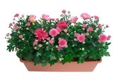 Jardinière de chrysanthèmes en promo chez Carrefour Alençon à 8,99 €