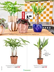 Aktueller Blumen Ostmann Prospekt mit Pflanzen, "Bring Schwung in dein Zuhause", Seite 4