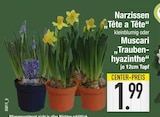 Narzissen "Tête a Tête" Muscari "Traubenhyazinthe" von  im aktuellen EDEKA Prospekt für 1,99 €