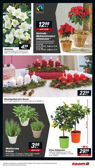 Blumen im toom Baumarkt Prospekt "Respekt, wer's selber macht." mit 18 Seiten (Mannheim)