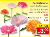 Papierblume im Angebot bei Zimmermann in Wunstorf Papierblume Angebote bei Zimmermann Wunstorf für 3,99 €