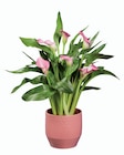 Calla en pot céramique dans le catalogue Lidl