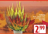 Calluna für 2,99 € bei EDEKA im Angebot Calluna im aktuellen EDEKA Prospekt