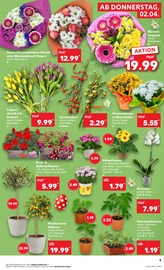 Aktueller Kaufland Prospekt mit Orchidee, "KNÜLLER", Seite 19
