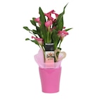 Calla en promo chez Carrefour Calla dans le catalogue Carrefour