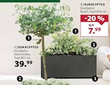 Dehner Garten-Center Hopfgarten - Eukalyptus Angebot im Prospekt Eukalyptus bei Dehner Garten-Center im Hopfgarten Prospekt für 7,99 €