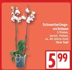 Schmetterlingsorchideen von  im aktuellen EDEKA Prospekt für 5,99 €
