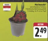 Aktuelles Mini Amaryllis Angebot bei E center in Nürnberg ab 2,49 €