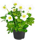 Christrose im Penny-Markt Prospekt Christrose von im aktuellen Penny-Markt Prospekt für 3,99 €