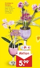 Orchidee im Sektglas im aktuellen Netto Marken-Discount Prospekt