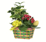 Bepflanzter Osterhase/-korb von  im aktuellen Lidl Prospekt für 4,99 €