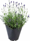 Lavandes à 6,66 € dans le catalogue Botanic