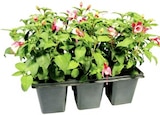 Fuchsien oder Geranien im aktuellen Thomas Philipps Prospekt