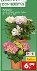 Aktuelle Hortensie Angebote bei Netto Marken-Discount in Essen Aktuelles Hortensien Angebot bei Netto Marken-Discount in Essen ab 6,99 €