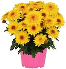 Chrysantheme 'Suntaste' im Angebot bei REWE in München Chrysantheme 'Suntaste' Angebote bei REWE München für 3,49 €
