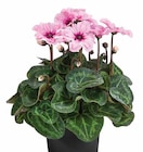 ALPENVEILCHEN ‘ILLUSIA’ im aktuellen Dehner Garten-Center Prospekt für 4,99 €